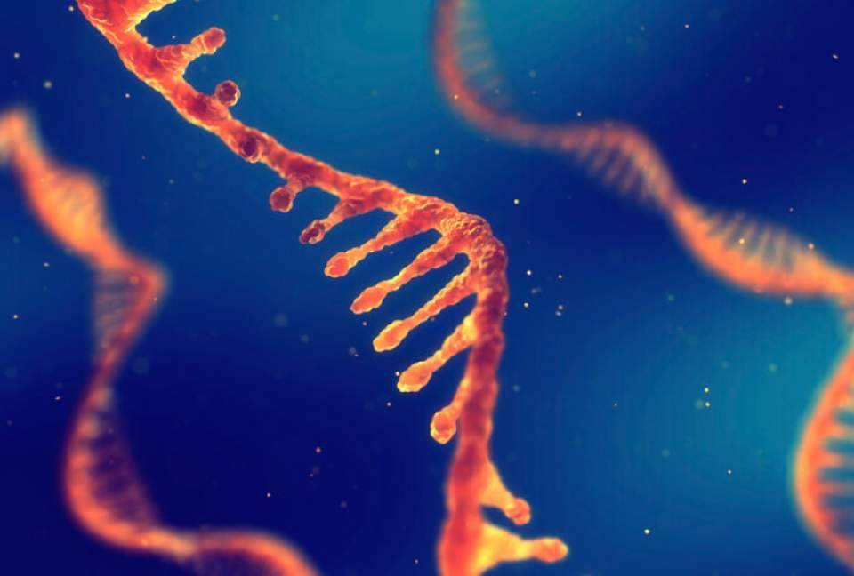 RNA 844 1