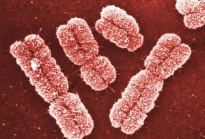 gene expression show promise for autism