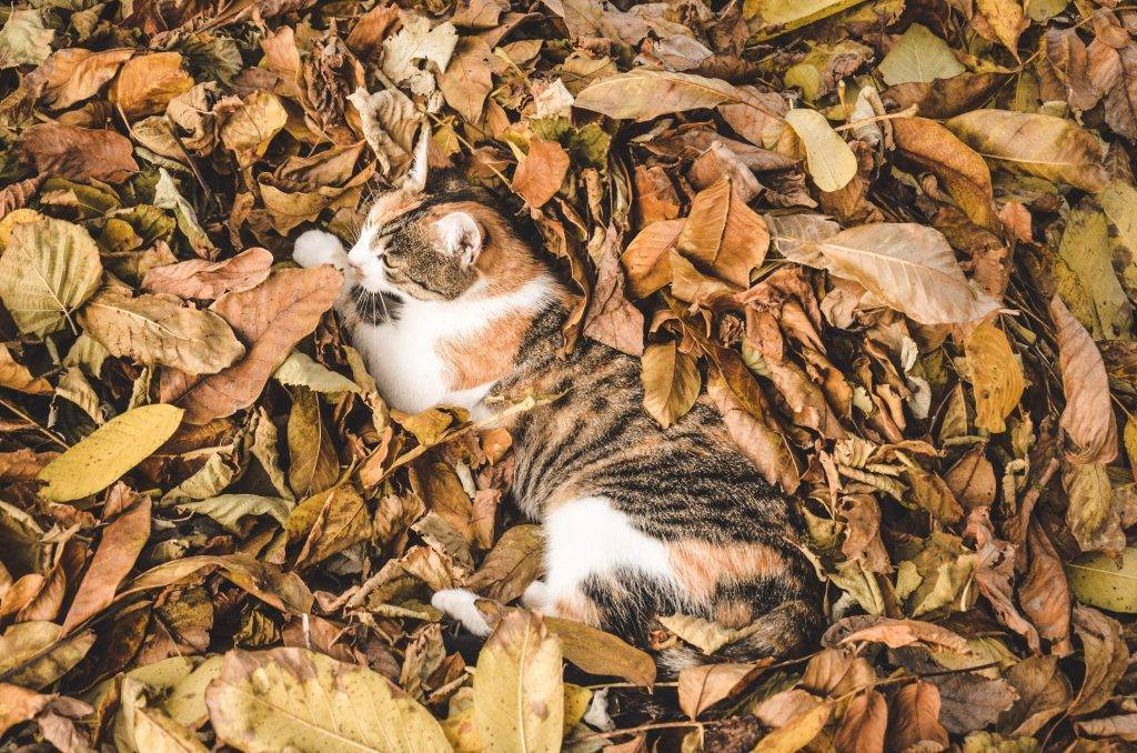 camoflage
