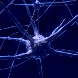 neurons
